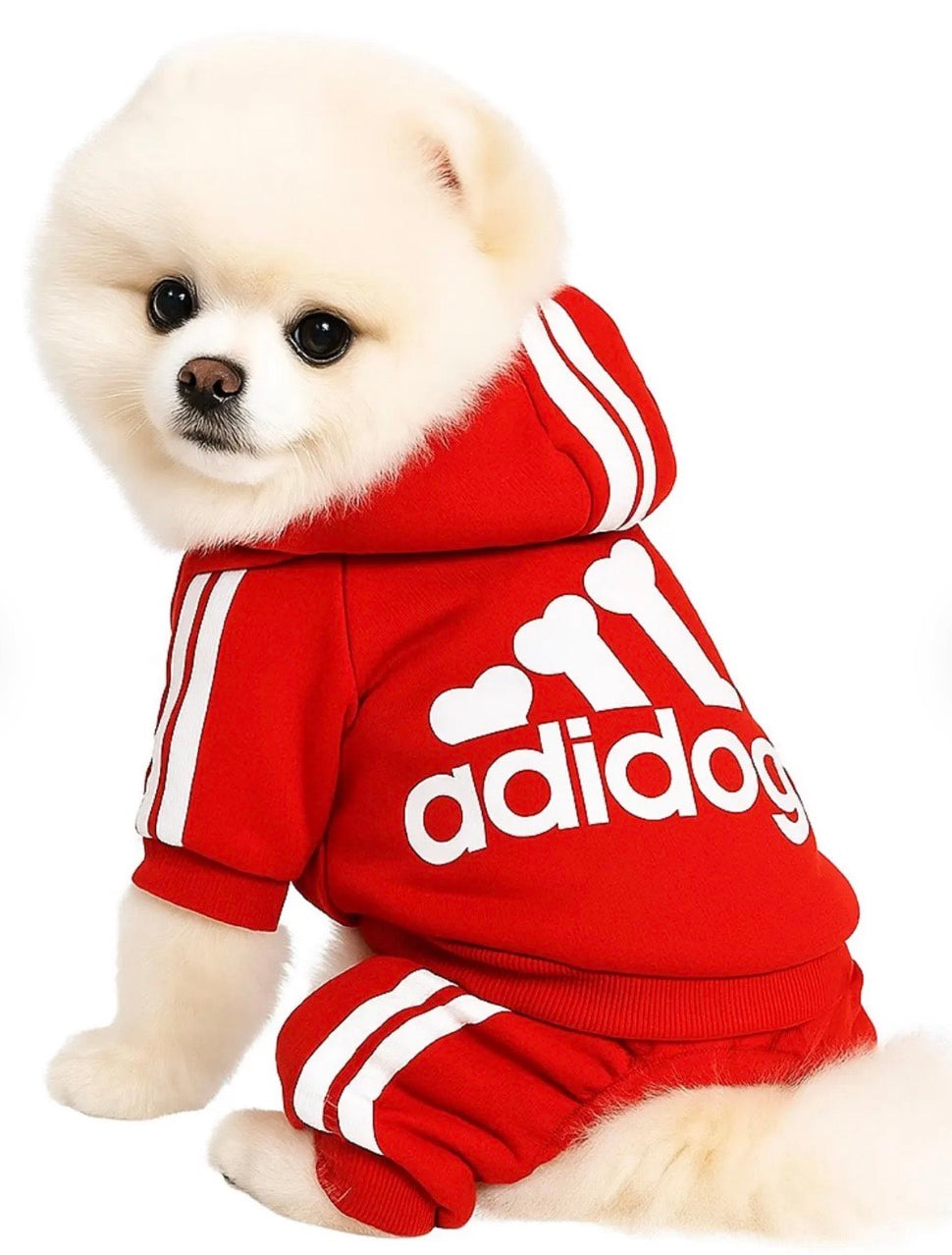 Best Dog Hoodies for Keeping Your Pet Warm