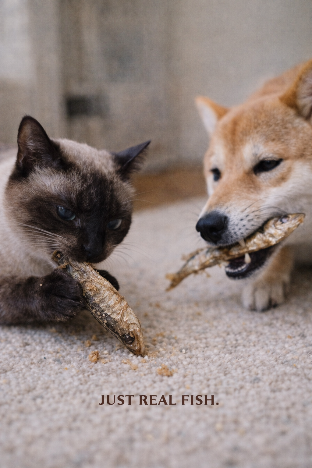 Sardines for Dogs & Cats | Omega-Rich Treat | Whisker & Tail Co.
