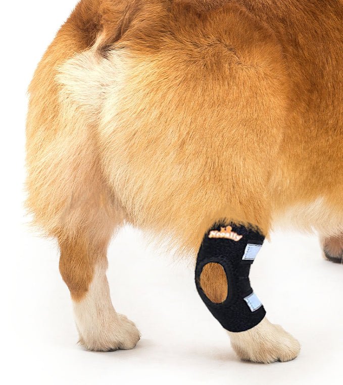 NeoAlly Dog Rear Leg Hock Brace with Reflective Straps