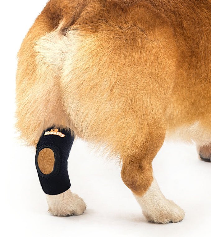 NeoAlly Dog Rear Leg Hock Brace with Reflective Straps